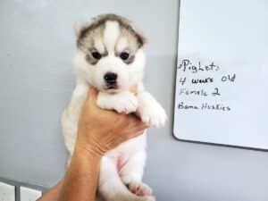 grey and white husky puppies for sale