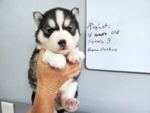 black and white husky puppy