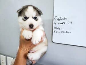 grey and white husky puppies for sale