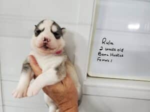 grey and white husky puppies for sale