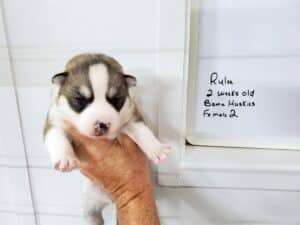 grey and white husky puppies for sale