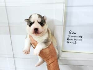 grey and white husky puppies for sale