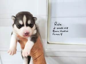 grey and white husky puppies for sale