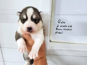 grey and white husky puppies for sale