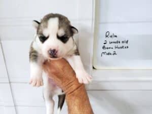 grey and white husky puppies for sale