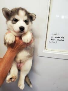 grey and white husky puppies for sale