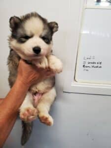 grey and white husky puppies for sale