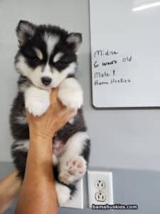 black and white husky puppy for sale