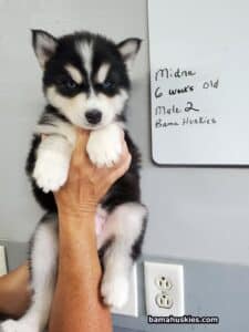 black and white husky puppy for sale