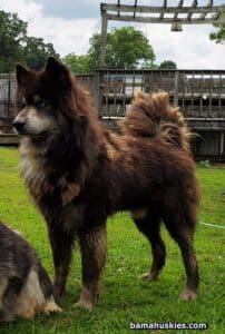 red Siberian husky
