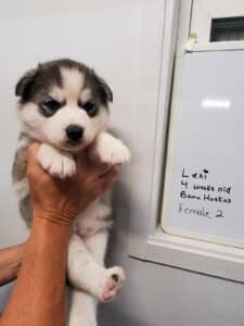 Grey and white plush coat husky puppy