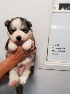 Grey and white plush coat husky puppy