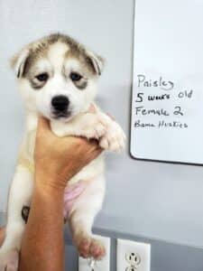 Siberian husky puppy for sale