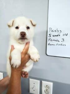 Siberian husky puppy for sale