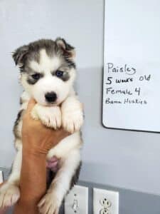 Siberian husky puppy for sale