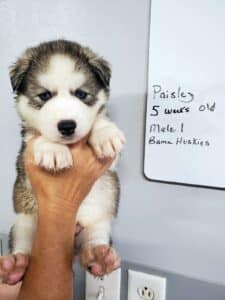 Siberian husky puppy for sale