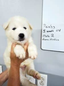 Siberian husky puppy for sale