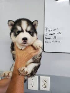 husky puppy for sale
