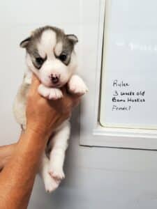 Grey and white husky puppy for sale