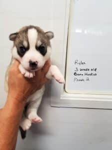 Grey and white husky puppy for sale