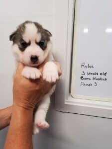 Grey and white husky puppy for sale