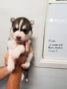 Grey and white husky puppy for sale