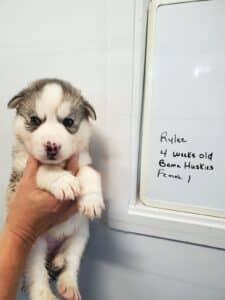 grey and white husky puppies for sale