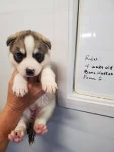 grey and white husky puppies for sale