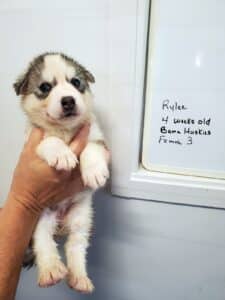 grey and white husky puppies for sale