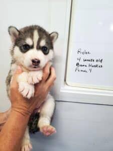 grey and white husky puppies for sale