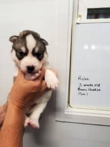 Grey and white husky puppy for sale