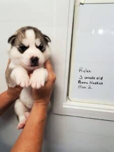 Grey and white husky puppy for sale