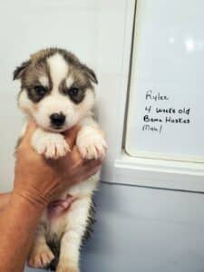 grey and white husky puppies for sale