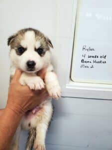 grey and white husky puppies for sale