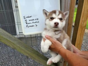 red and white husky puppy for sale