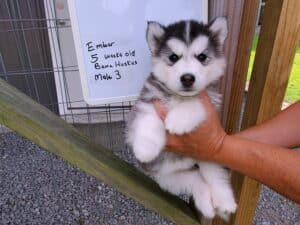black and white husky puppy for sale
