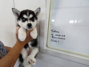 Black and white husky puppy