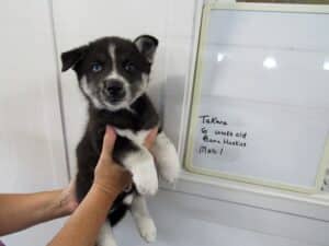 Black and white husky puppy