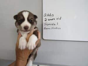 red and white husky puppy for sale