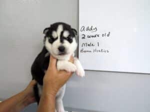 black and white husky puppy for sale
