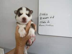 red and white husky puppy for sale