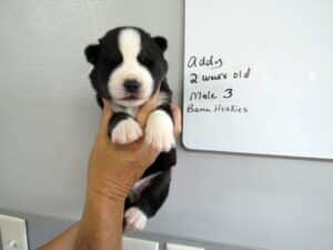 black and white husky puppy for sale