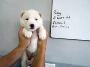 white husky puppy for sale
