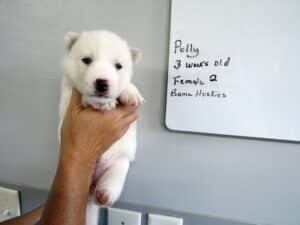 white husky puppy for sale