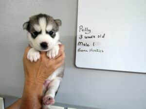 grey and white husky puppy for sale