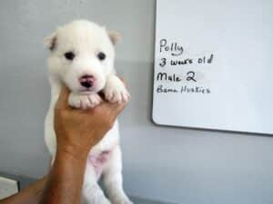 white husky puppy for sale