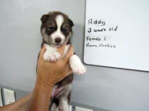 red and white husky puppy for sale