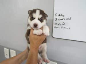 red and white husky puppy for sale