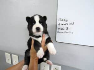 black and white husky puppy for sale