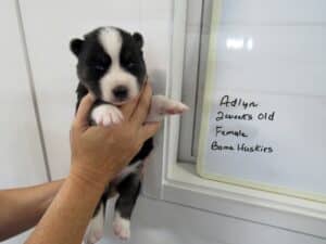 black and white husky puppy for sale